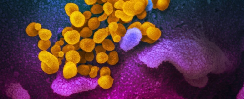 corona virus